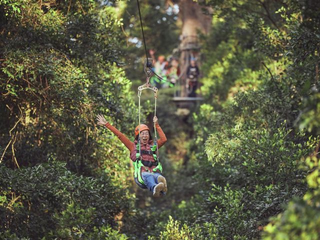 a woman riding a zipline through the canopy at Illawarra Fly Tree Top Adventures