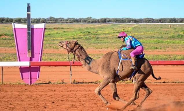 Desert Champions Way: Outback Camel Trail