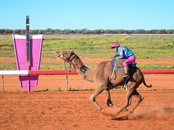 Desert Champions Way: Outback Camel Trail