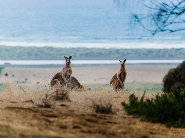 two kangaroos are standing in the grass near the ocean at Tower Hill Wildlife Reserve