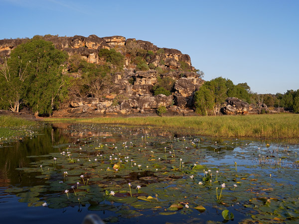 lily pads by the creek near Mt Borradaile