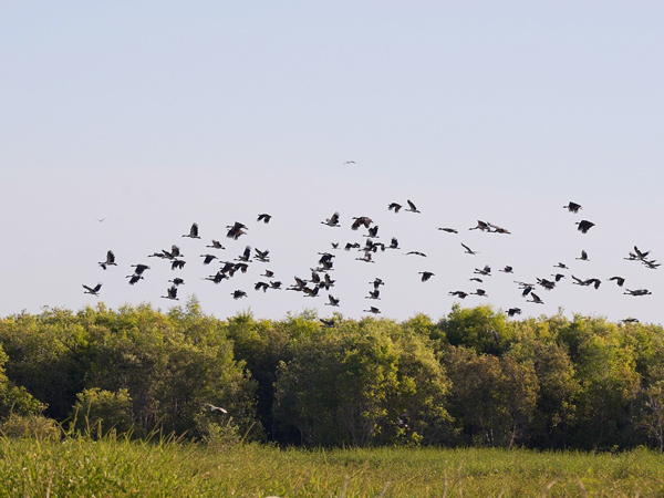 birds flying above Arnhem Land