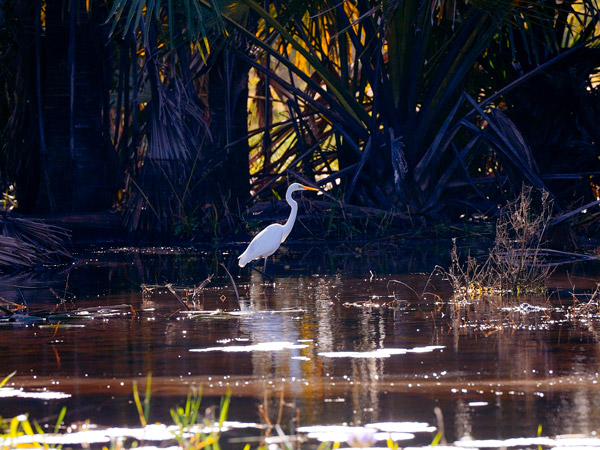 a waterbird in Arafura Swamp, Arnhem Land