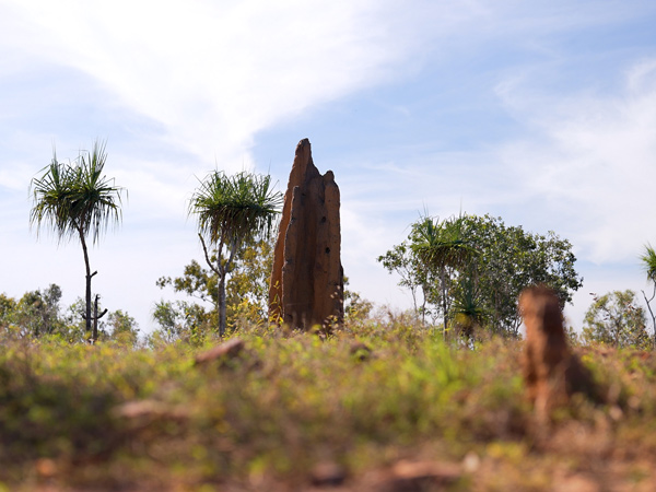 termite mounds in Murwangi Safari Camp, Arnhem Land 