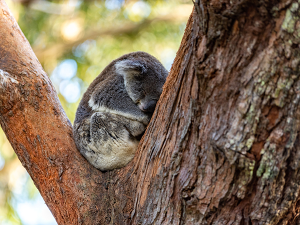 Koala sleeping in a tree at Port Stephens Koala Sanctuary, One Mile