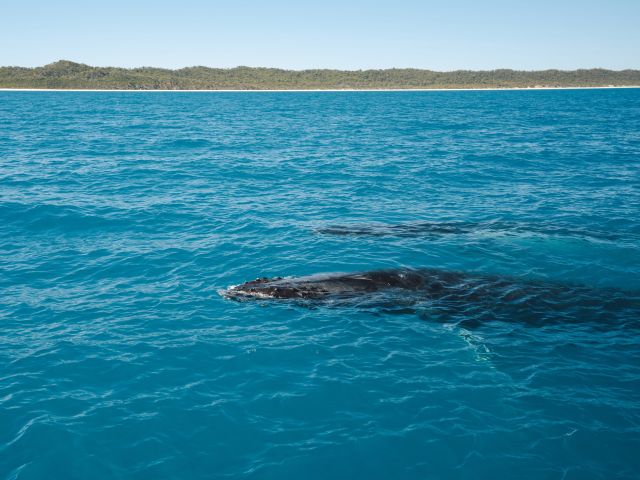 Whales in Hervey Bay, Qld