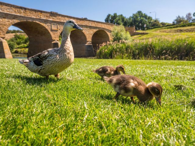 Richmond is a picture-perfect town in the Coal River Valley wine region, offering a glimpse into early colonial life, one of the best day trips from Hobart.
