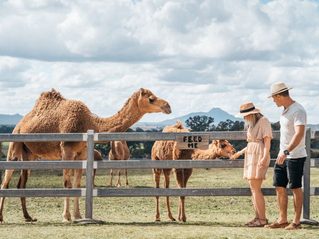 Scenic Rim Farm Gate Trail, Qld