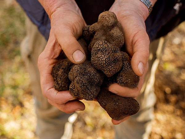 Freshly dug truffles at Terra Preta Truffles, Braidwood.