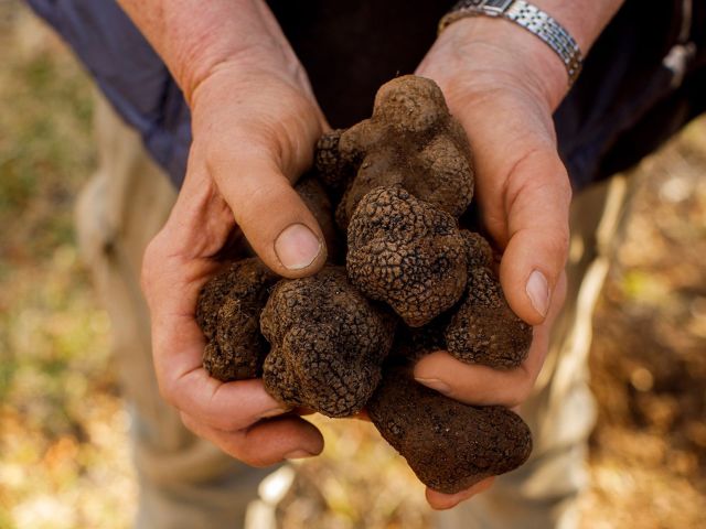 Freshly dug truffles at Terra Preta Truffles, Braidwood.
