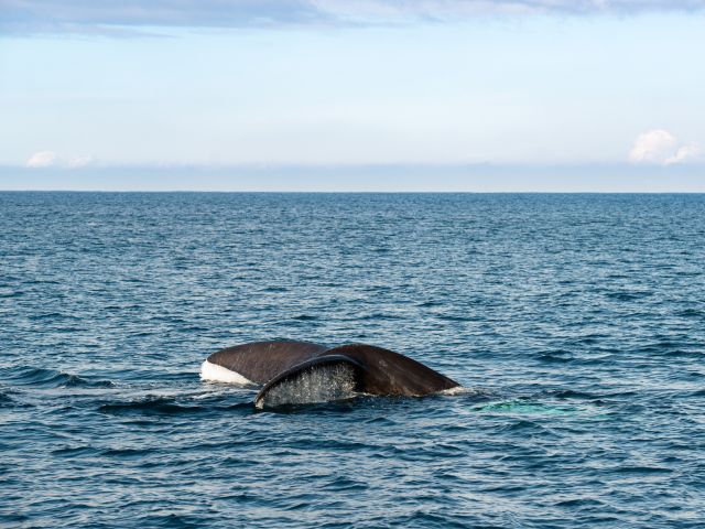 Whales off the coast off Phillip Island, Victoria