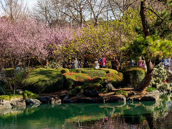 Cherry Blossom Festival