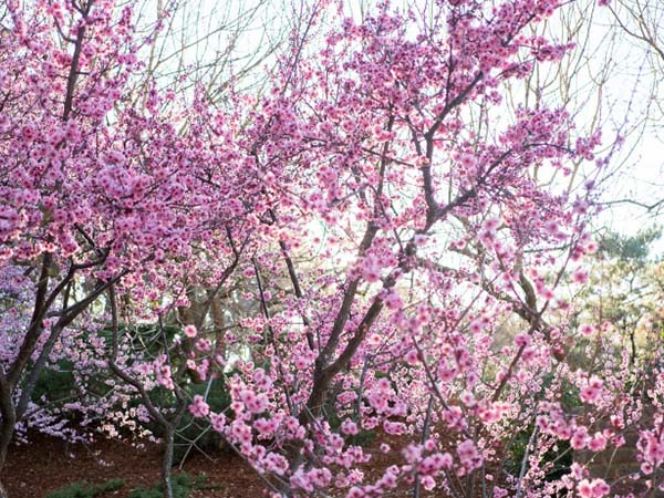 Cherry Blossom Festival