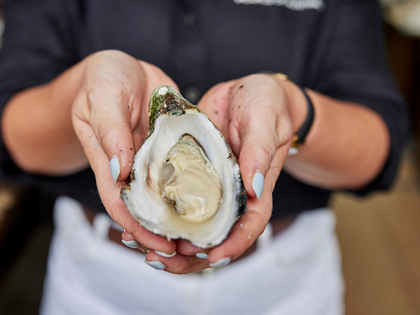 Akoya oysters