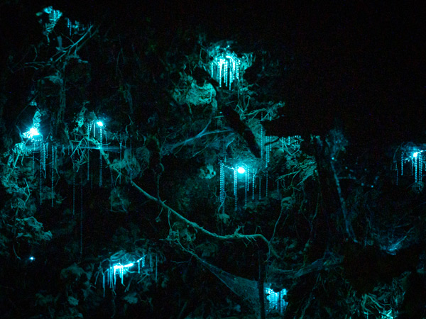 glow worms inside a cave
