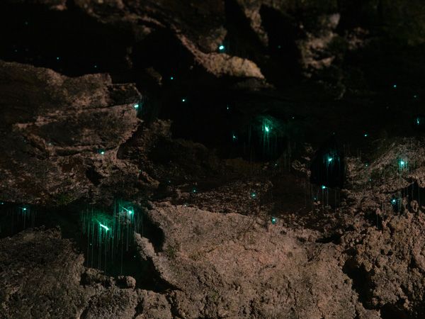 Worm Colonies This ancient rainforest hosts one of the largest glow worm colonies