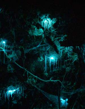 glow worms inside a cave