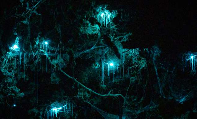 glow worms inside a cave