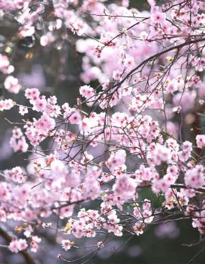 Sydney Cherry Blossom Festival