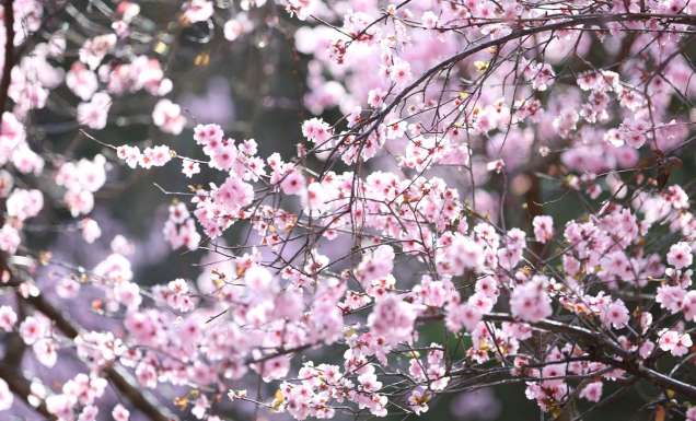Sydney Cherry Blossom Festival