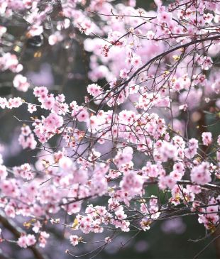 <p><strong>NSW</strong><i>&#8216;s largest</i> cherry blossom festival is the <i>largest</i> in the southern hemisphere</p>
