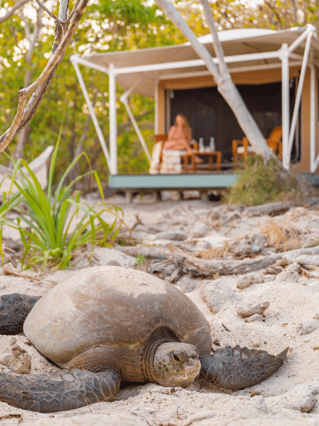 wilson island
