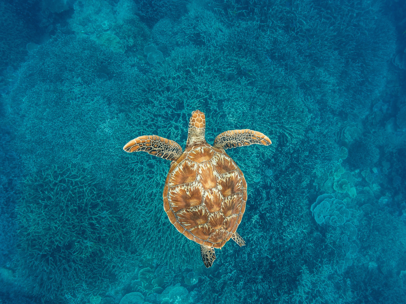 turtle wilson island
