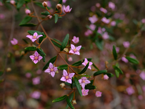 Muogamarra Nature Reserve in Sydney, NSW