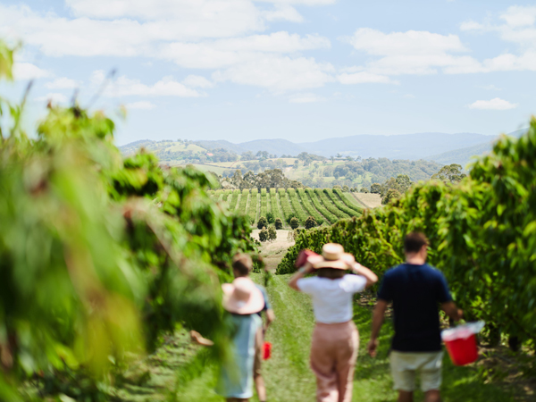 CherryHill Orchards in the Yarra Valley, Victoria