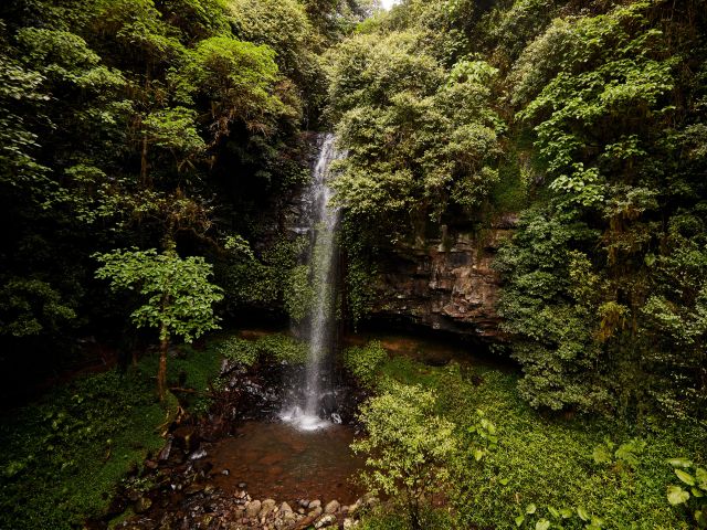 Dorrigo National Park, NSW
