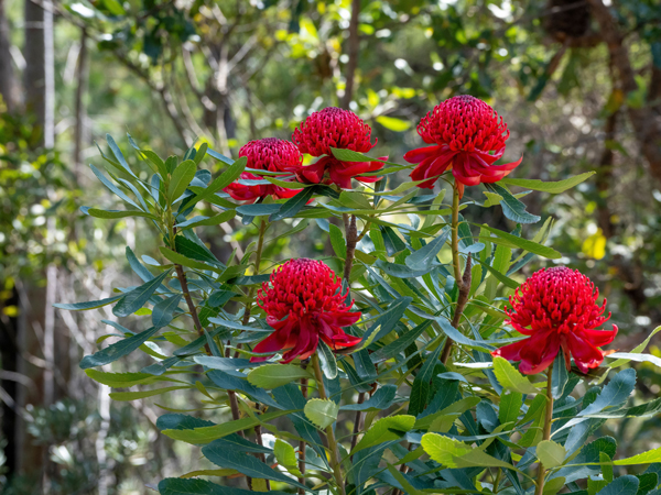 Muogamarra Nature Reserve in Sydney, NSW