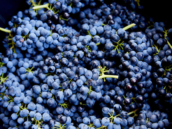 Harvested grapes at Brokenwood Wines, Pokolbin.
