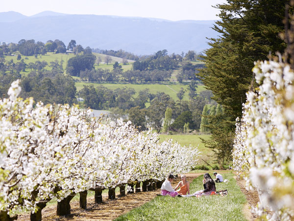 CherryHill Orchards Landscape of Blossom Festival