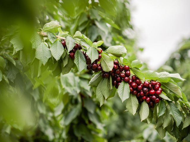 CherryHill Orchards in Victoria