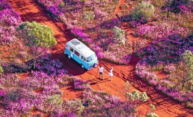 a van parked in a field of wildflowers in WA