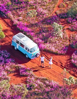 a van parked in a field of wildflowers in WA