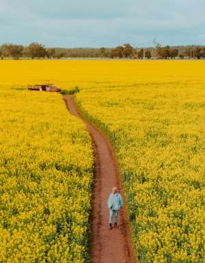 man walking on path through Cornella Canola Walk