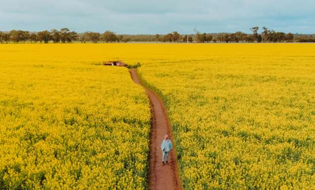 man walking on path through Cornella Canola Walk