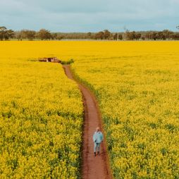 man walking on path through Cornella Canola Walk
