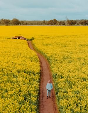 man walking on path through Cornella Canola Walk