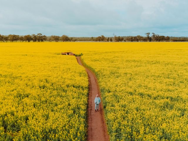 man walking on path through Cornella Canola Walk