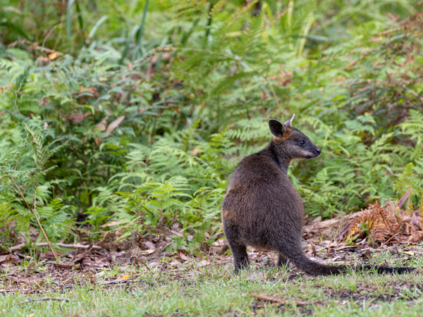Native Australian swamp wallaby