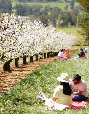 This dreamy cherry-blossom festival in Victoria is about to bloom