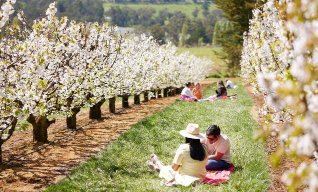 This dreamy cherry-blossom festival in Victoria is about to bloom