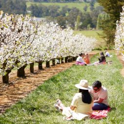 This dreamy cherry-blossom festival in Victoria is about to bloom