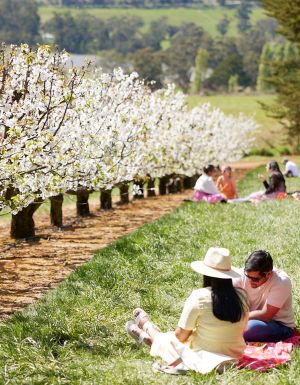 This dreamy cherry-blossom festival in Victoria is about to bloom
