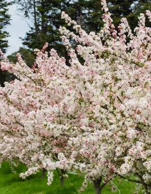 Cherry blossom trees in bloom