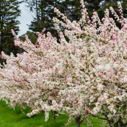 Cherry blossom trees in bloom