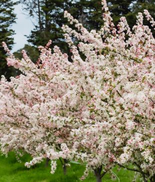 <p>A new <i>cherry-blossom festival</i> is coming to <strong>Victoria</strong> this spring</p>
