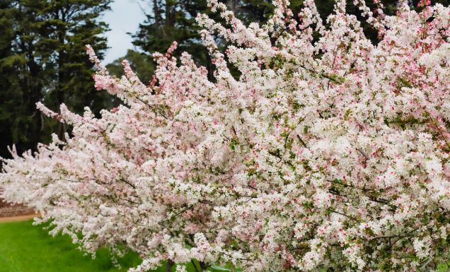 Cherry blossom trees in bloom